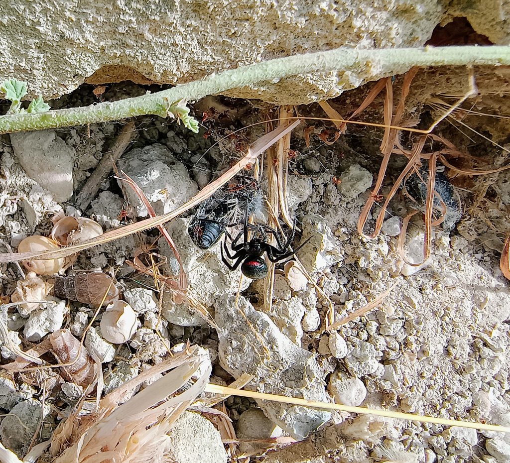 Falsa viuda negra - Steatoda paykulliana