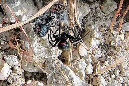 Falsa viuda negra - Steatoda paykulliana