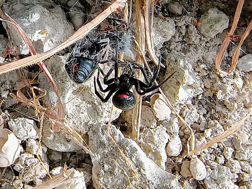 Falsa viuda negra - Steatoda paykulliana