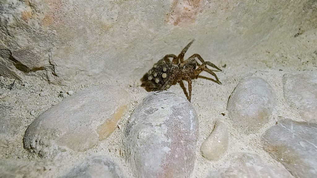 Araña lobo con prole - Lycosa hispanica